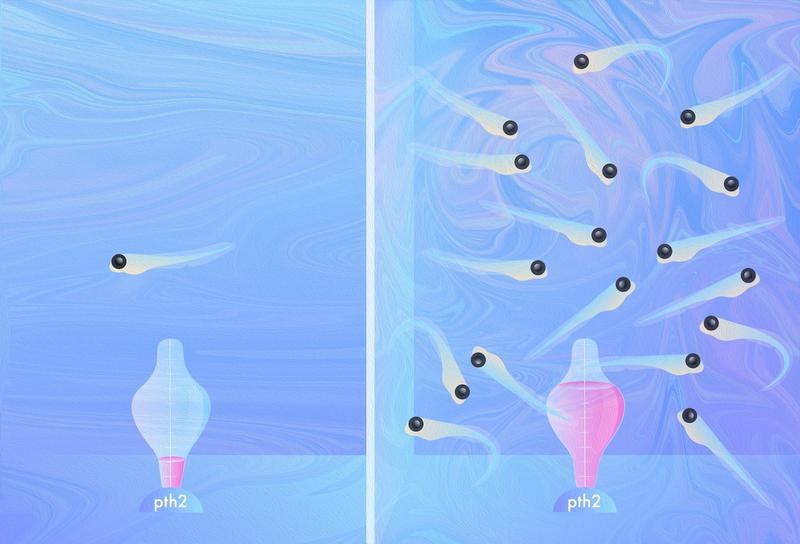 Expression levels of the neuropeptide Pth2 in the zebrafish brain track the presence and density of others in the environment. 