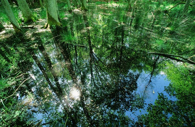 Wasserreservoir in der Landschaft: Viel hängt dabei vom Erhalt der sogenannten Waldmoore ab, sagt DBU-Generalsekretär Alexander Bonde.