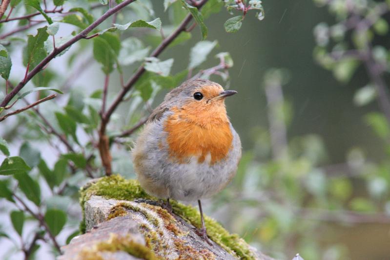 Forscher*innen haben herausgefunden, dass zehn Prozent mehr Vogelarten (im Bild: Rotkehlchen) im Umfeld die Lebenszufriedenheit mindestens genauso stark steigern wie ein vergleichbarer Einkommenszuwachs.