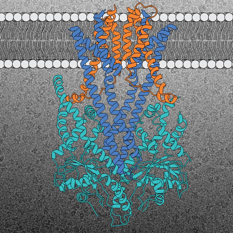 Struktur der GET-Insertionsmaschine (Get1 in blau, Get2 in orange und Get3 in hellblau). Ein repräsentatives Kryo-EM-Bild des Komplexes ist im Hintergrund zu sehen. 