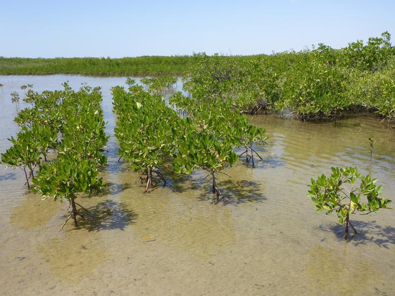 Successful planting effort with young mangroves at the Sine Saloum estuary in Senegal