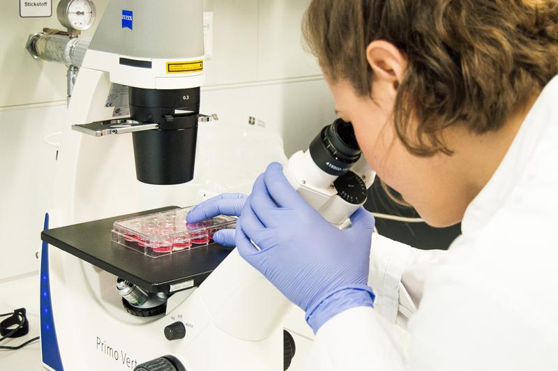 Im Labor wird das Zusammenspiel von Immunzellen des Körpers und wichtigen bakteriellen Krankheitserregern untersucht. 