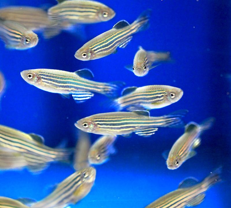 A swarm of Zebrafish