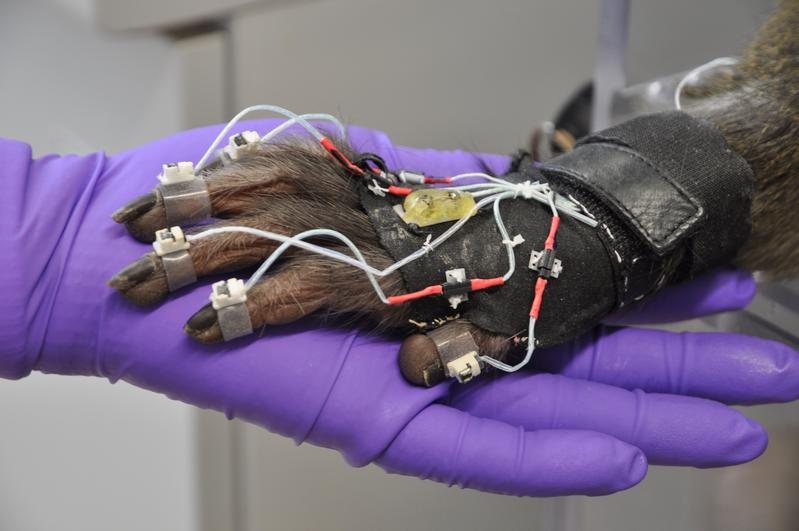 Ein Rhesusaffe (Macaca mulatta) trägt einen Datenhandschuh zur Erfassung detaillierter Hand- und Armbewegungen. 