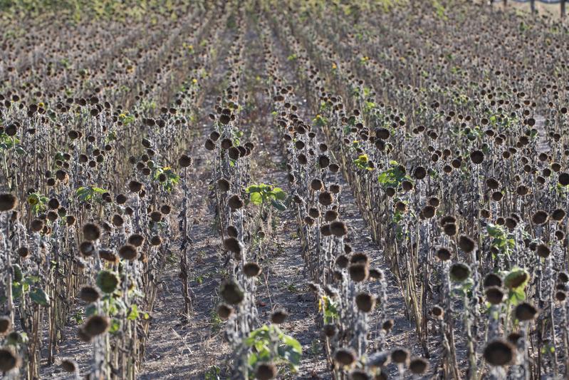 dried out sunflower field