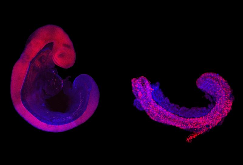 Comparison of nine day old mouse embryo grown in the womb (left) and a Trunk-Like-Structure (right). The neural tube, that eventually makes the spinal cord, is colored in pink. All other tissues are colored blue.