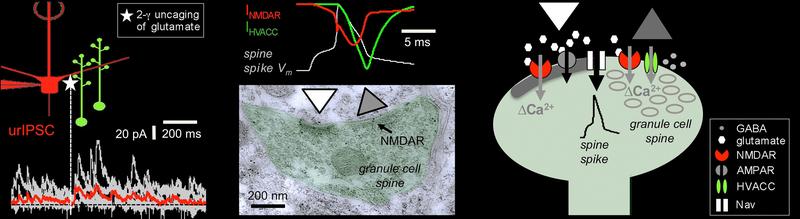 Signal, simulation, ultra structure: the workings of reciprocal granule cell spines