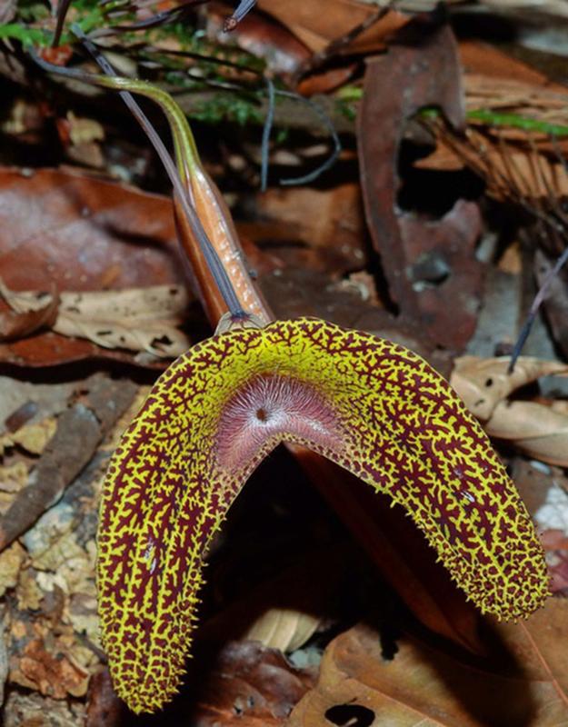 Die Aristolochia wankeana besitzt eine für Pfeifenwinden charakteristische außergeöhnliche Blütenform.