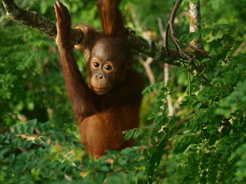 Orang-Utan