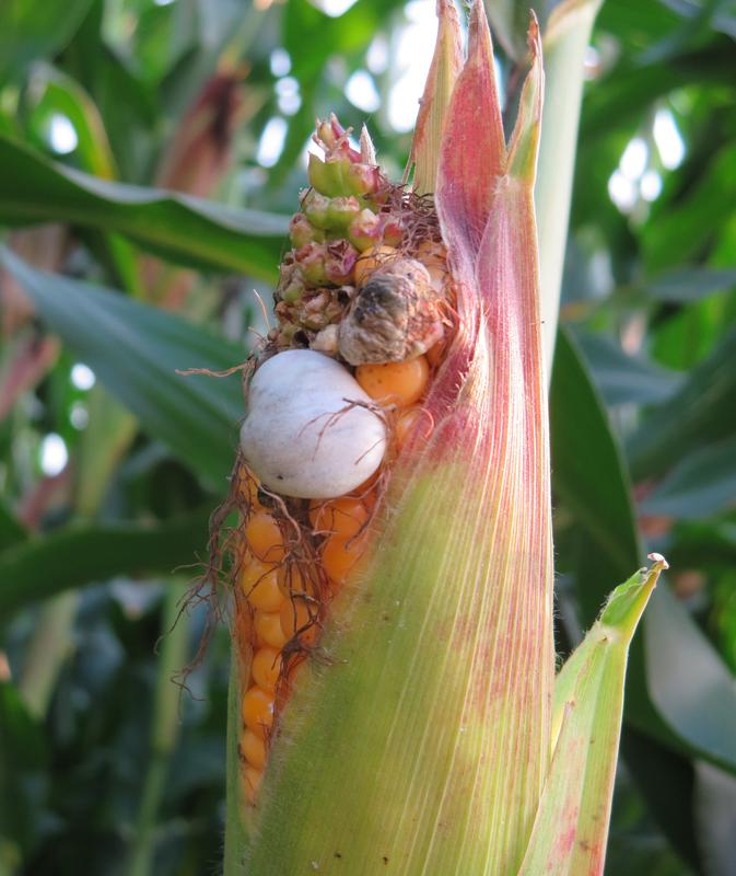 Charakteristische Symptome des Maisschädlingspilzes Ustilago maydis (Maisbeulenbrand).