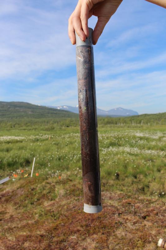 Drill core of the active layer of the peatland. 
