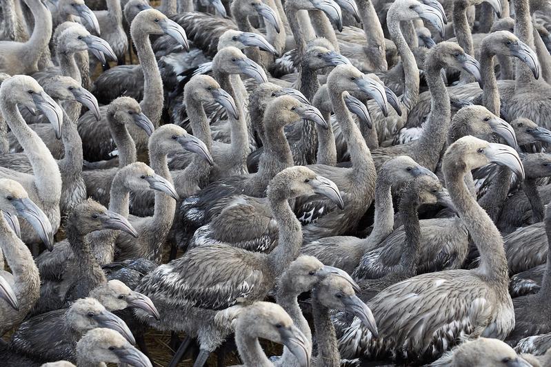 Jungflamingo-Schule. Die Aufnahme von den 2 bis 4 Monate alten Jungtieren entstand in den südfranzösischen Aigues-Mortes