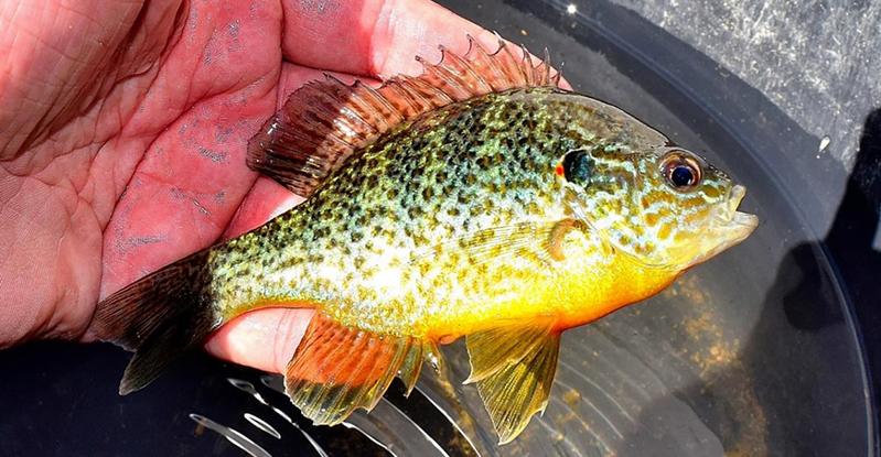 Der Sonnenbarsch (Lepomis gibbosus) ist eine der vielen zugewanderten Fischarten im Arno. 