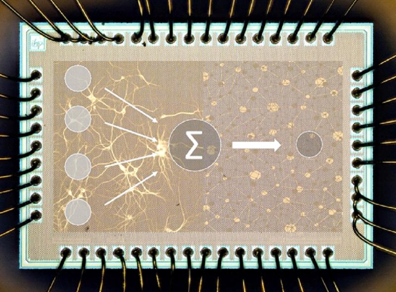 Modellhafter neuromorpher Chip 