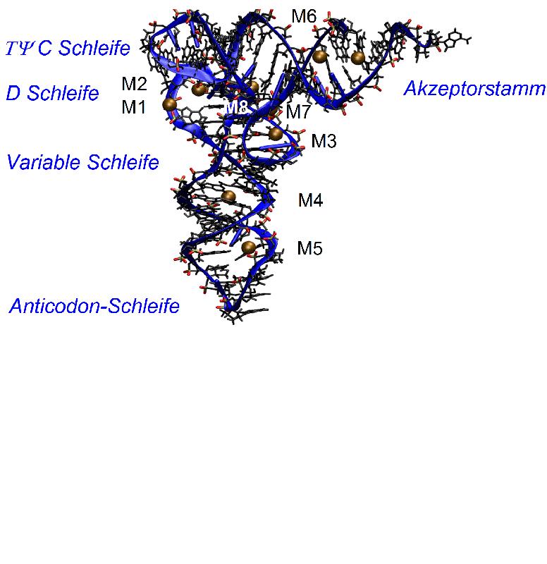 Abbildung 1: Tertiäre molekulare Struktur der Transfer-RNA von Hefe, die die Aminosäure Phenylalanin codiert. 