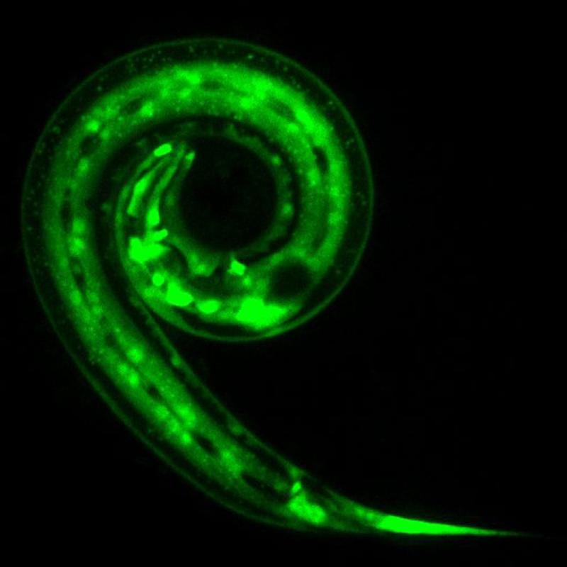 C. elegans worm expressing a gene (in green) that promotes production of the antimicrobial molecules (AMP).