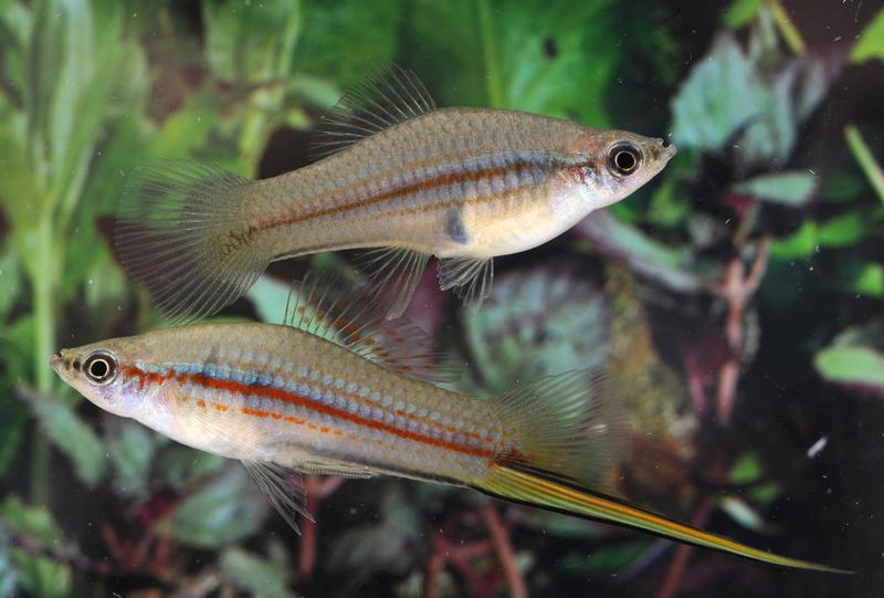 Je länger das Schwert des Männchens (unten), desto größer sind die Chancen seines Trägers, dass sich ein Weibchen (oben) für ihn interessiert. 