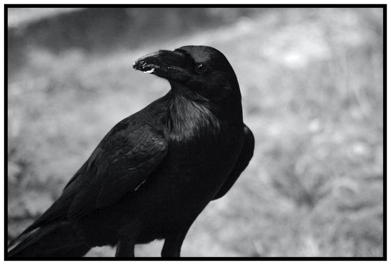 Ravens are amazingly smart. Prof. Dr. Simone Pika at Osnabrueck University has investigated how exactly their cognitive abilities develop. The ravens showed comparable cognitive performance to that of adult great apes.