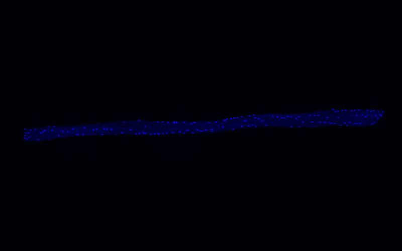 Bei dieser einzelnen Muskelfaser kann man deutlich eine Vielzahl von Kernen erkennen.Die Forscher*innen haben DAPI zur Färbung benutzt, es färbt die DNA im Zellkern blau.