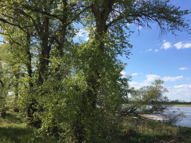 Natürliche Zonierung von Hartholz-Auenwald an der Elbe bei Höhbeck