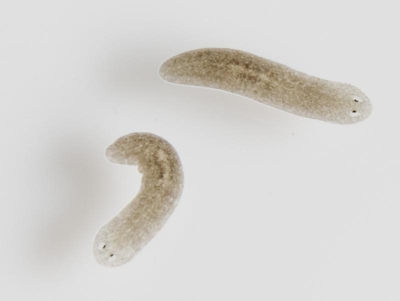 Planarien (Plattwürmer) bestehen zu 25% aus Stammzellen. Sie haben eine unsterbliche Fähigkeit ihre Organe zu erhalten und zu regenerieren. Es kommt zu keinem Verlust dieser Fähigkeit im Alter.