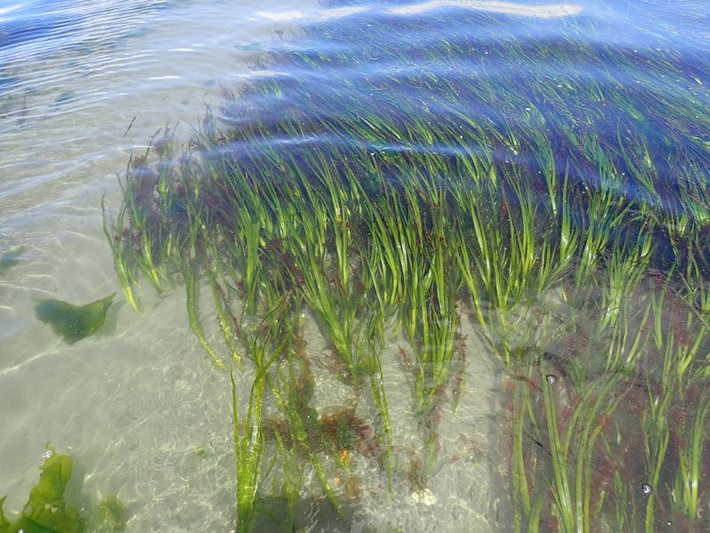 Das heimische Seegras Zostera marina gehört zur aus rund 60 Arten bestehende Gruppe der Seegräser, die weltweit Bestandteil wichtiger Küstenökosysteme sind. 