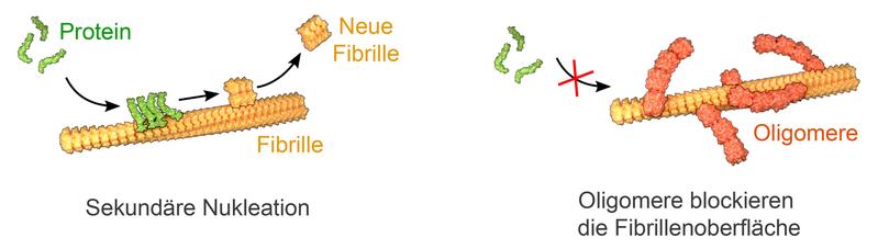 Neue Fibrillen entstehen an der Oberfläche anderer Fibrillen, indem sich an dieser einzelne Proteinbausteine zu den längeren Ketten zusammenschließen. Koppeln Oligomere an die Fibrillenoberfläche, können dort keine neuen Fibrillen entstehen.