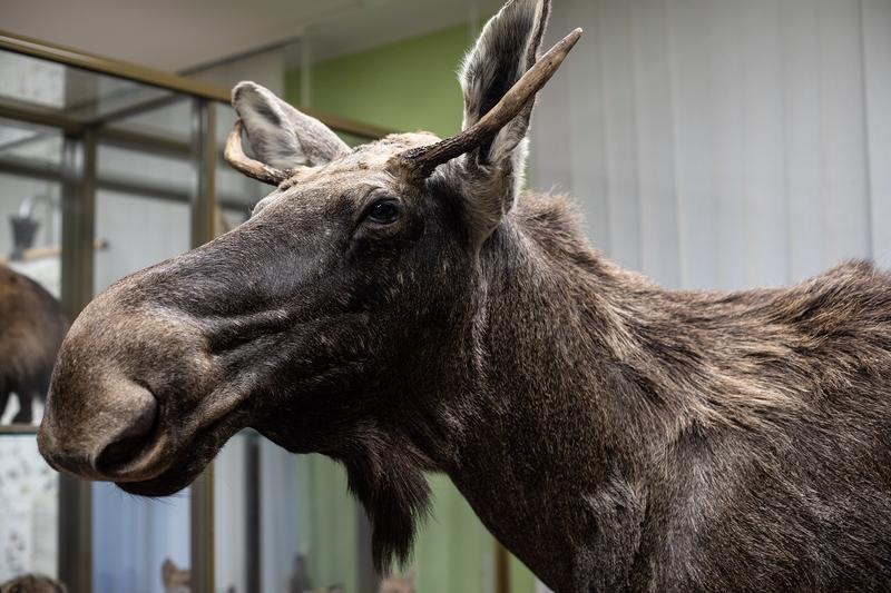 In Zukunft ein anschauliches Lehrmaterial an der HNEE: Der junge Elchbulle steht seit Dezember 2020 als Präparat in dern Wildtiersammlung am Fachbereich für Wald und Umwelt.