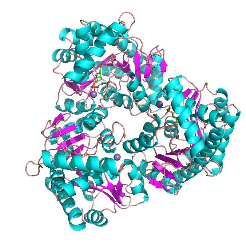 Graphical representation of the structure of the enyzm YeiN.