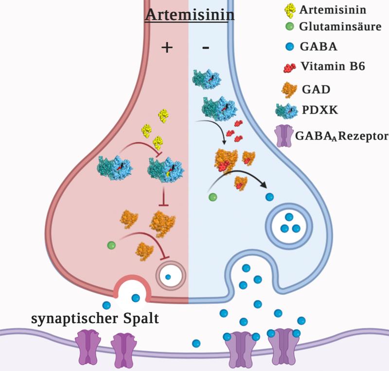 In dieser schematischen Darstellung verhindert in der linken Hälfte der Synapse der Wirkstoff Artemisinin (gelb) die Herstellung des Neurotransmitters GABA (blau). In Abwesenheit von Artemisinin (rechte Hälfte) wird GABA hingegen produziert.