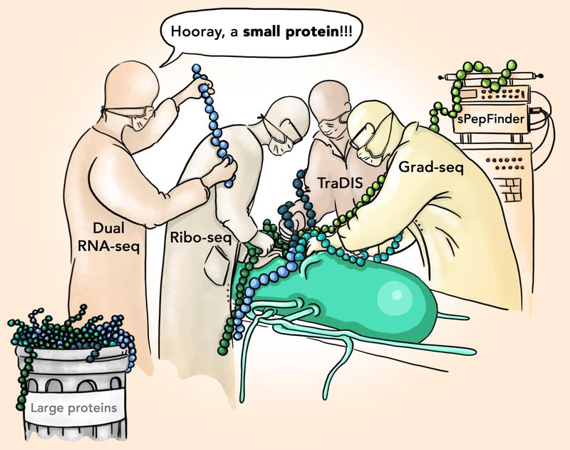  The combination of different bioinformatics methods has brought new small proteins from salmonella to light. 