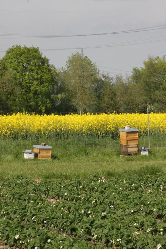  Das Team stellte Honigbienen und Hummel-Völker neben einem Versuchsfeld auf.