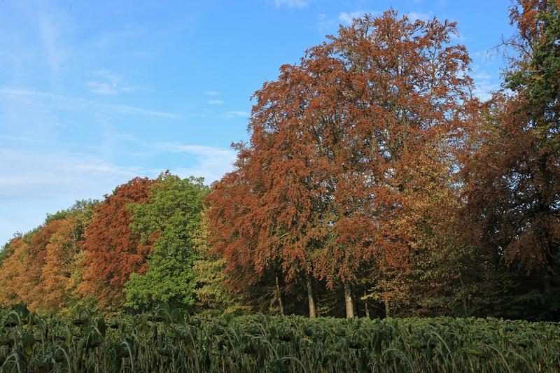 Waldrand eines Buchen-Mischwaldes bei Hemishofen (Kanton Schaffhausen) im Juli 2018. Zahlreiche Laubbäume wiesen bereits drei Monate früher als üblich braune Blätter auf.