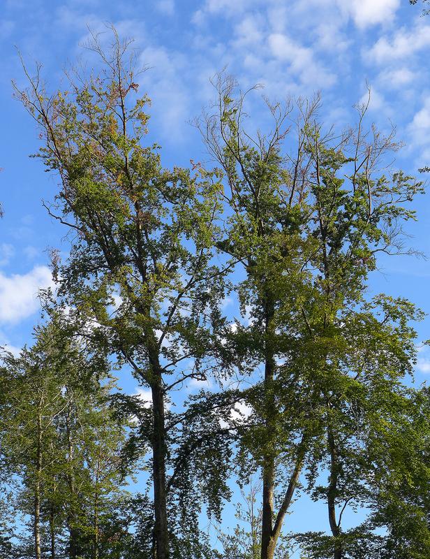 Buchenkrone mit zahlreichen abgestorbenen Ästen, die im unteren Teil der Äste wieder grüne Blätter tragen.