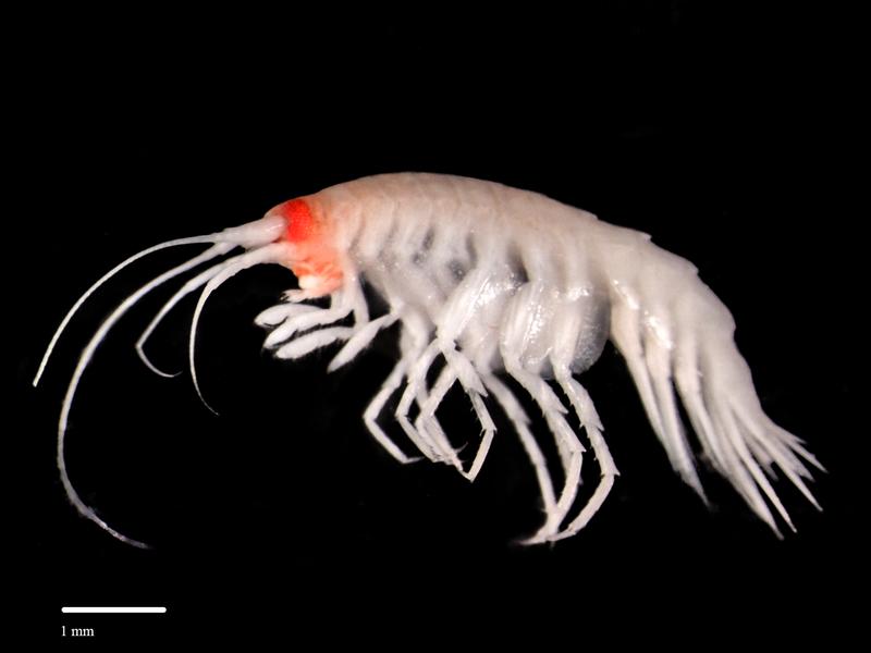 a new discovered amphipoda