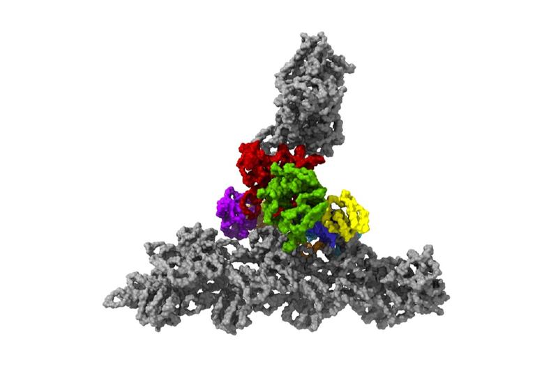 The protein complex Arp2/3 with its seven subunits (colored) while binding to actin filaments (grey).