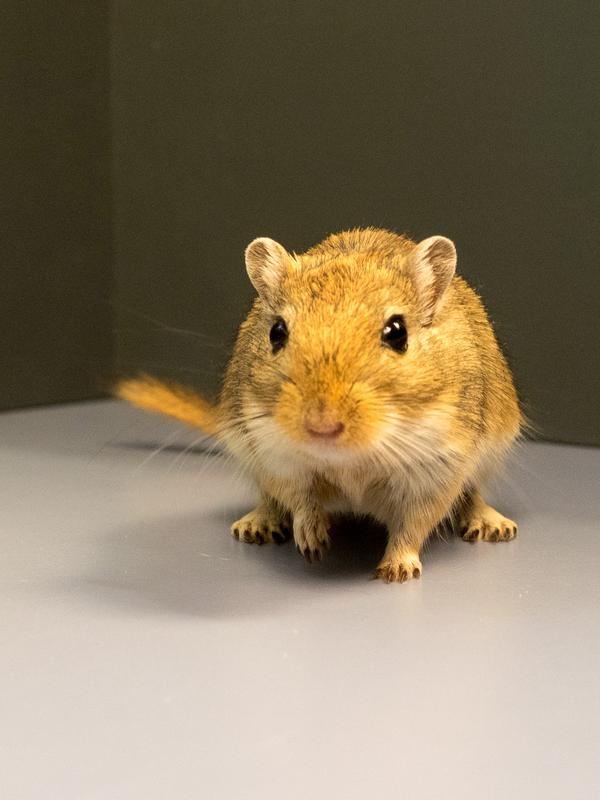 Die Wissenschaftler haben im Tiermodell untersucht, was im Gehirn von Wüstenrennmäusen nach Beschallung mit einem lauten Ton passiert