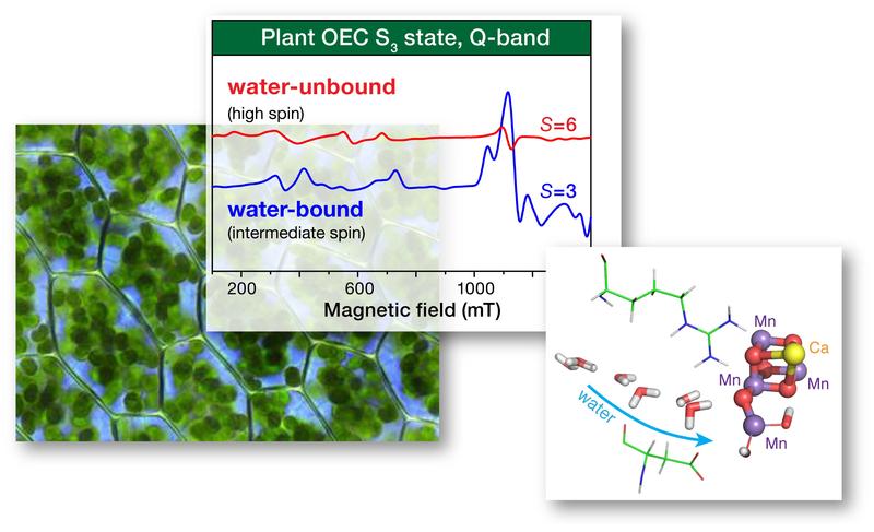EPR spectroscopy and quantum chemistry probe the water oxidation catalyst of biological photosynthesis