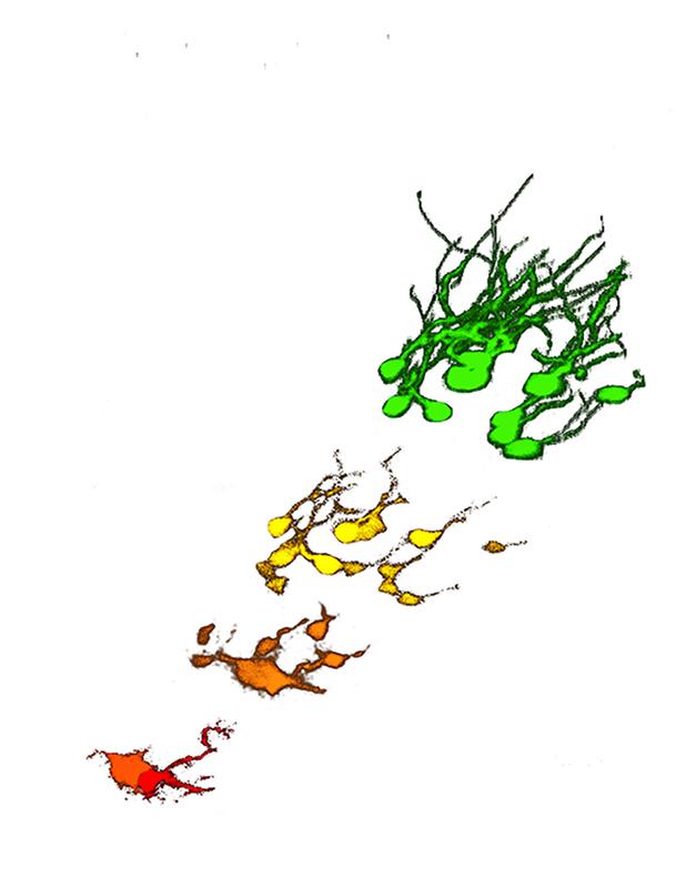 Zeitliche Entwicklung von der Stammzelle (rot) über ihre Tochterzellen (je nach Entwicklung orange und gelb) zu den neuen Nervenzellen (grün), die sich im Hippokampus gebildet haben.