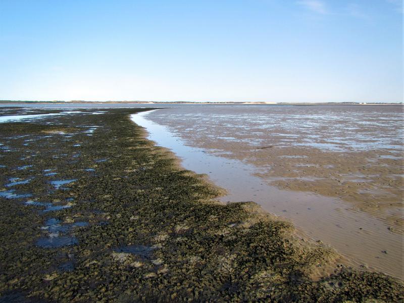Die sich rasch ausbreitende Alge Vaucheria velutina häuft über sandigem Wattboden große Mengen Schlick an (linke Seite). Am Horizont liegt die Insel Sylt.