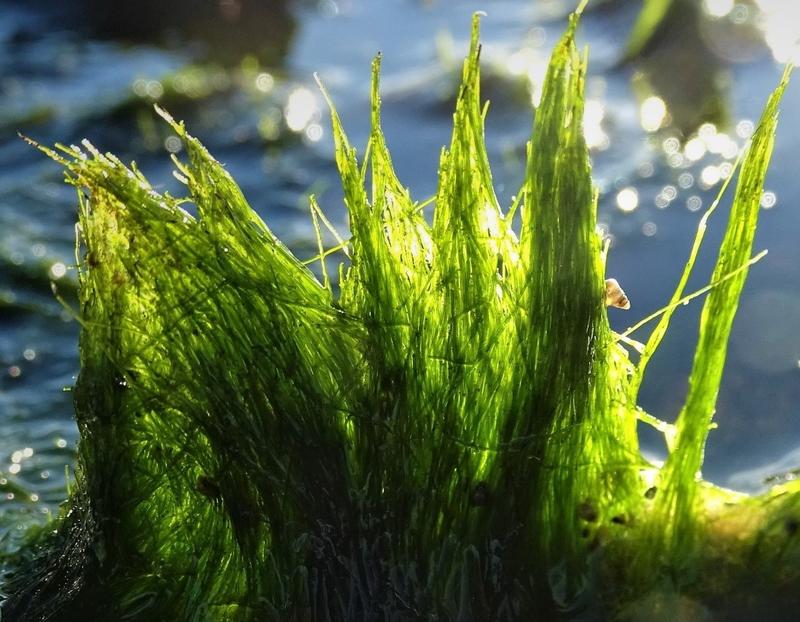 Gegenlicht lässt die schlauchartige Gestalt von Vaucheria velutina leuchten.