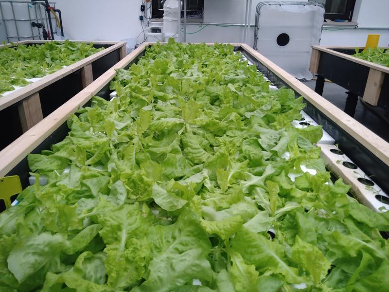 The treated nutrient-rich wastewater from the wastewater treatment plant is used in the EVOBIO project for the hydroponic cultivation of lettuce.