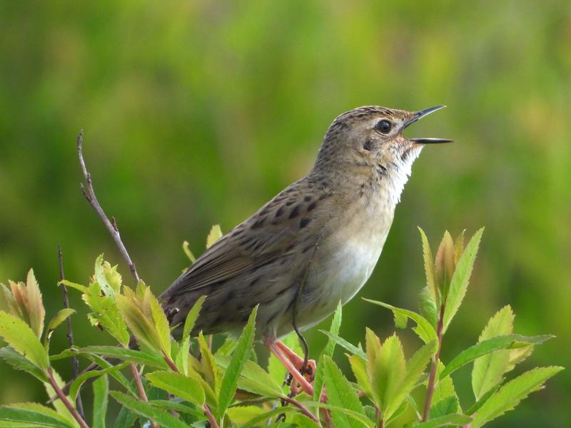  A global study of songbirds like this field warbler shows that song frequencies primarily depend on body size.