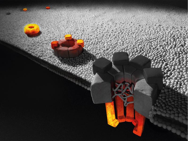 Die teilweise in Entstehung begriffenen Kernporenkomplexe (orange Strukturen) gehören zu den grössten Proteinkomplexen einer Zelle.