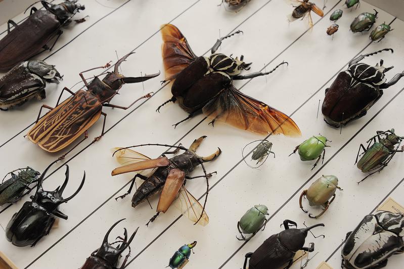 Detail of the beetle collection 