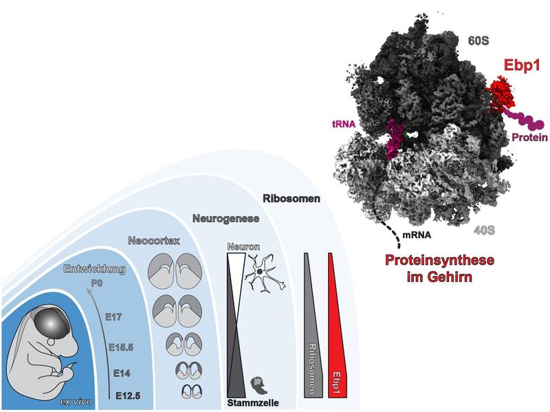 Momentaufnahme der Proteinherstellung während der Gehirnentwicklung