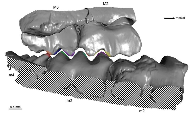 The investigated dentition of P. fruitaensis. The upper molars (M2, M3) are offset from the lower ones (m2, m3). This causes the cusps to interlock in a way that creates a sharp cutting edge. 