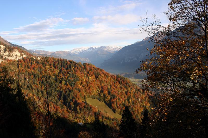 Artenreicher Laub-Mischwald bei Brienz (Kanton Bern, Schweiz).