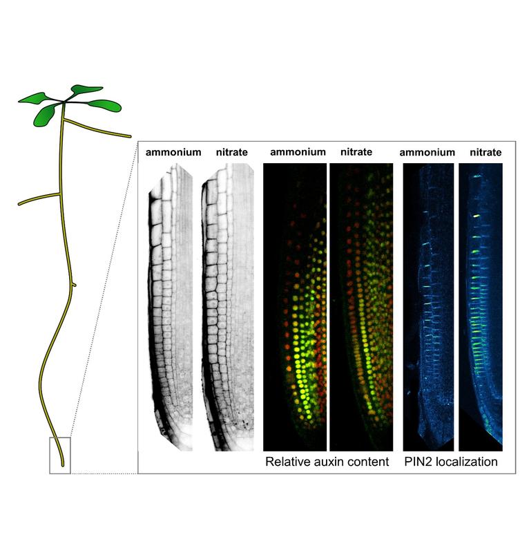 Das Bild zeigt die Unterschiede in den Zelllängen, den relativen Auxin-Gehalt und die Lokalisierung des PIN2-Auxin-Transporters zwischen benachbarten Zellen in der Arabidopsis-Wurzelspitze, bei Versorgung mit Nitrat oder Ammonium.