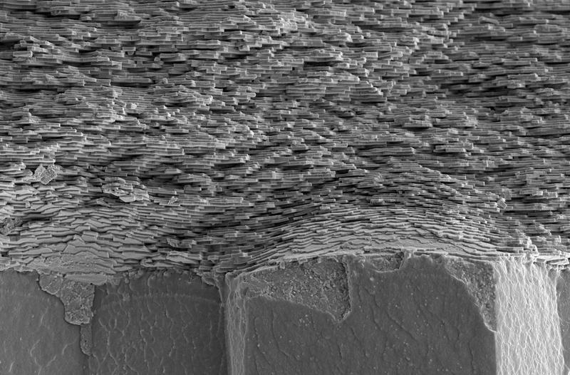 A cross-section through a shell showing the periodically layered nacre on top of a prismatic shell structure.